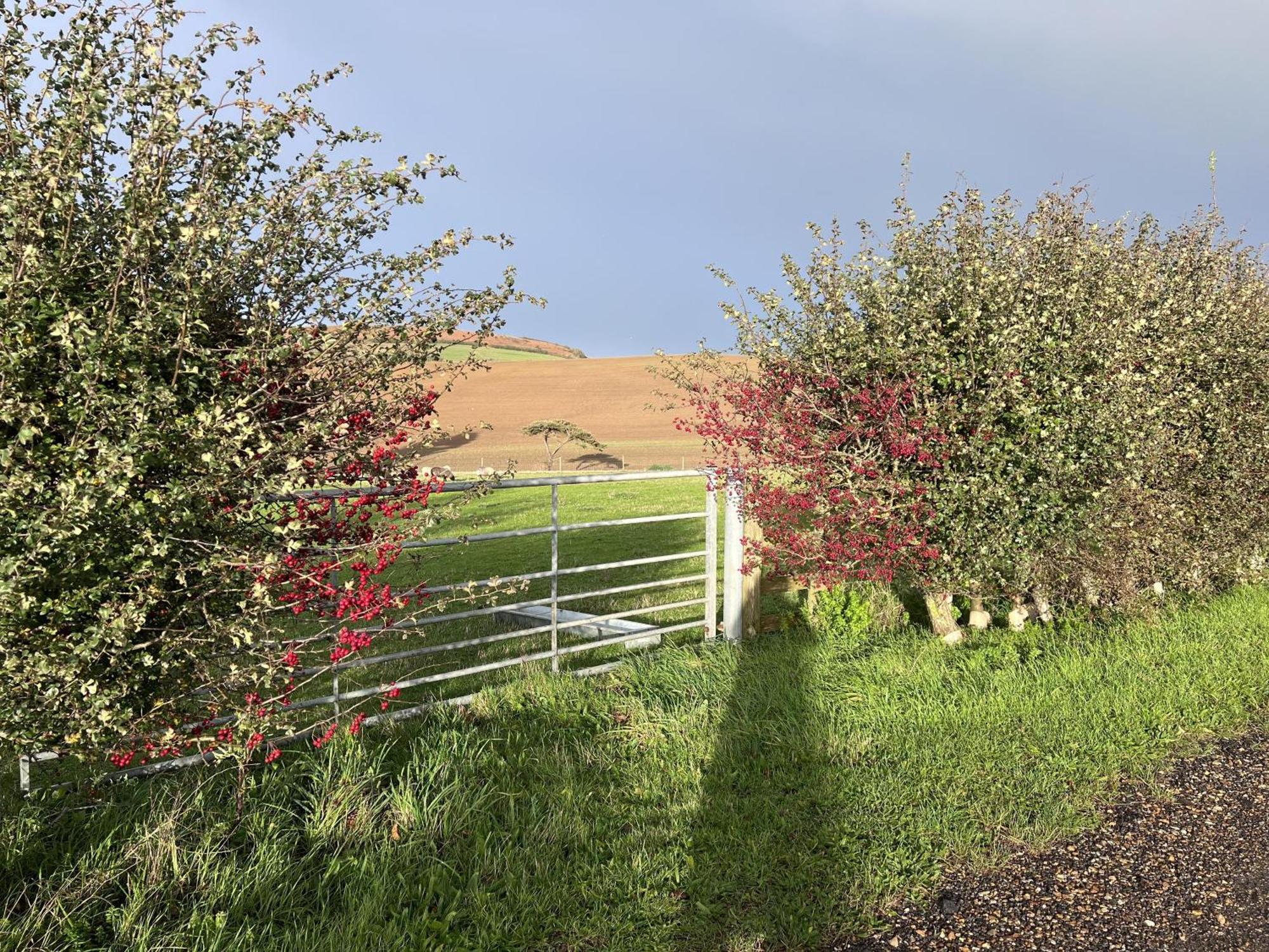 Bike Shed - Beautiful 1-Bed Cottage In Shorwell Esterno foto